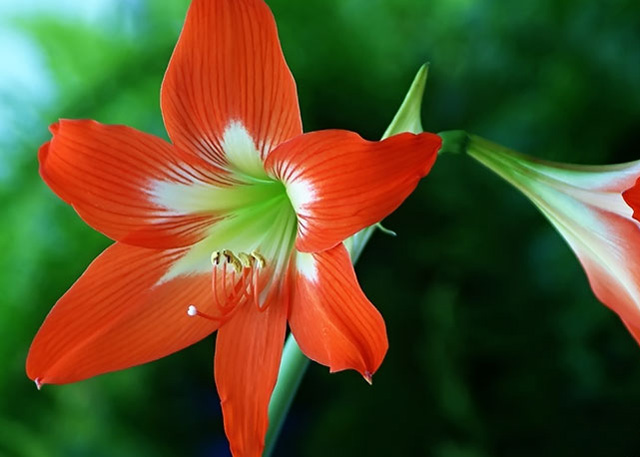 Hoa Amaryllis