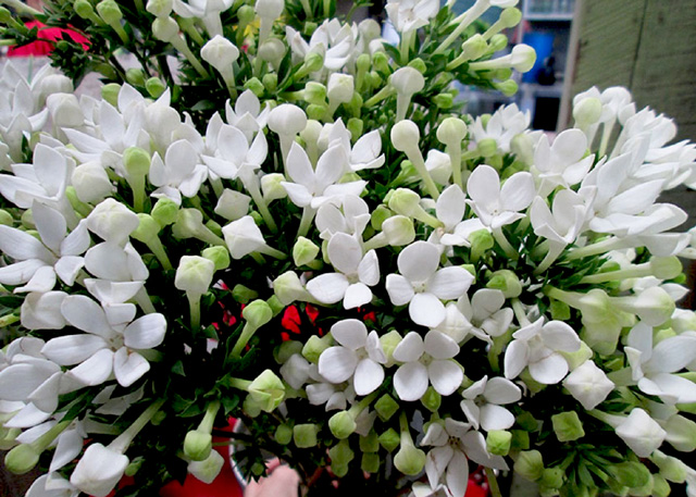 Hoa Bourvardia