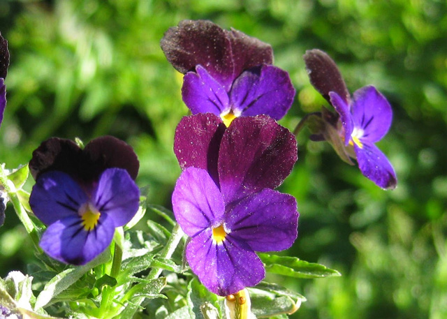 Hoa Violet