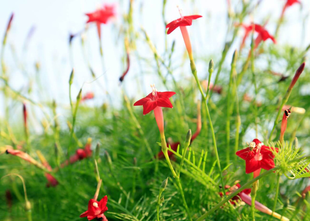 Hoa cypress flower