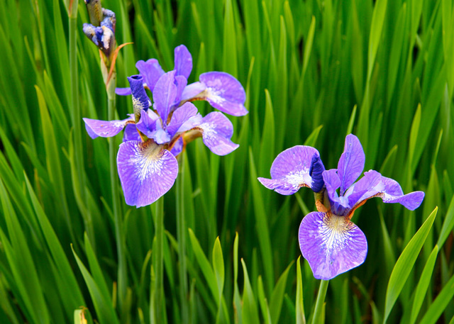 Hoa dien vi Iris